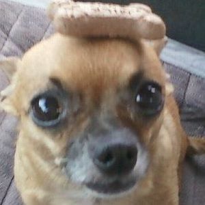 Meet your Posher, Barbara